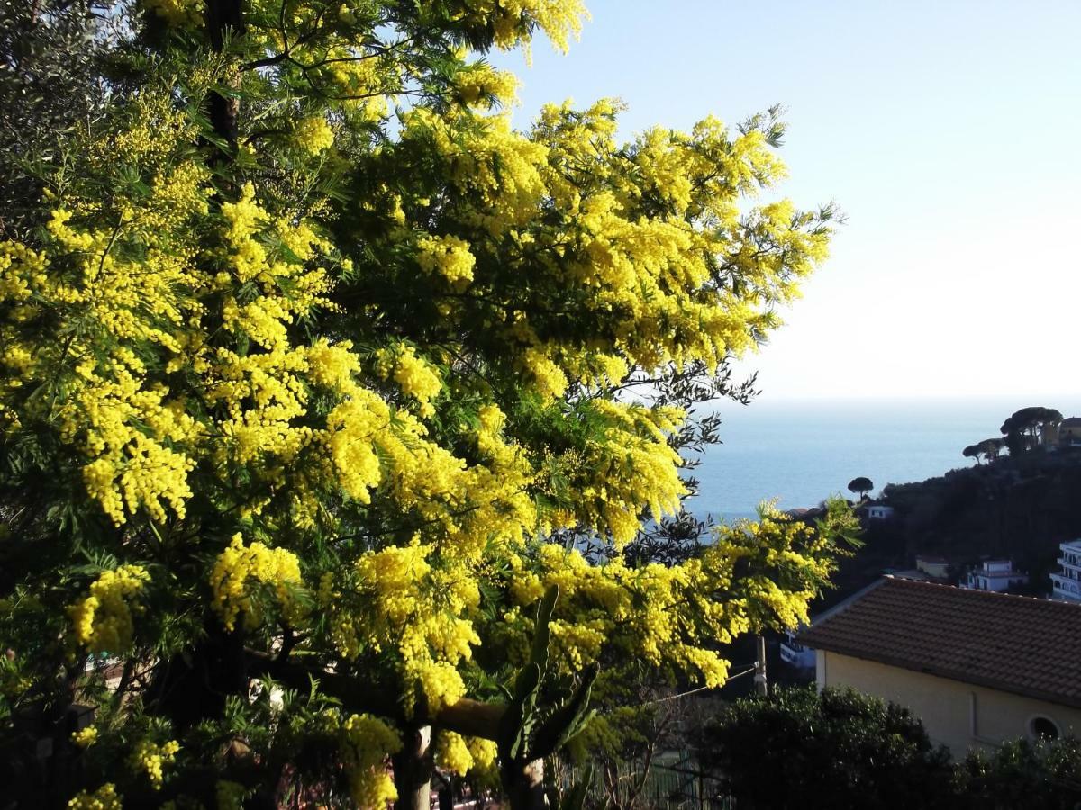 Le Mimose Villa Vietri Ngoại thất bức ảnh